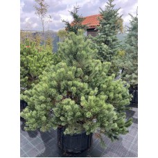 Сосна гірська гачкувата 150-170 см